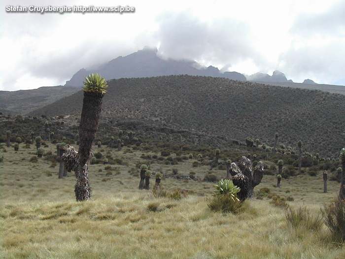 Kilimanjaro - Dag 2  Stefan Cruysberghs